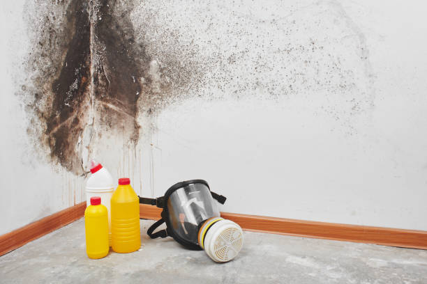 Best Commercial Mold Remediation in Milton, LA