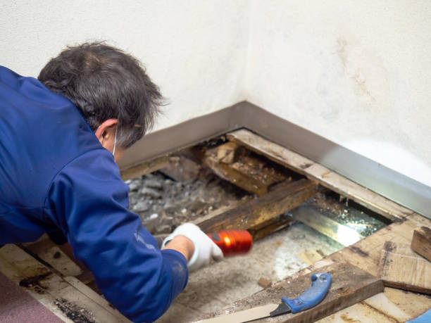 Best DIY Mold Remediation Support Services in Milton, LA