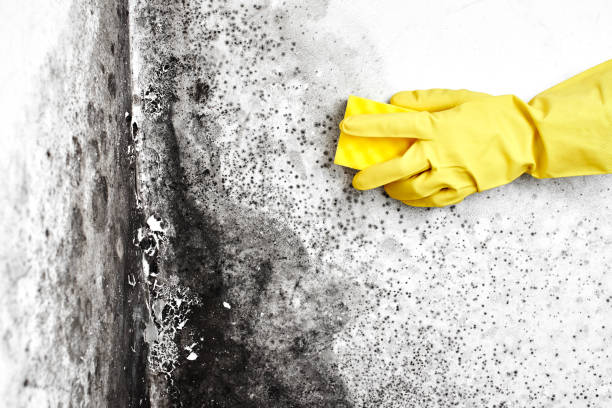 Best Mold Remediation for Specific Building Types in Milton, LA