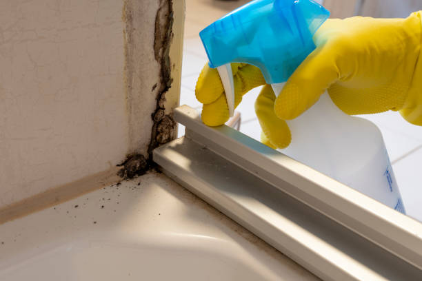 Best Post-Flood Mold Remediation in Milton, LA