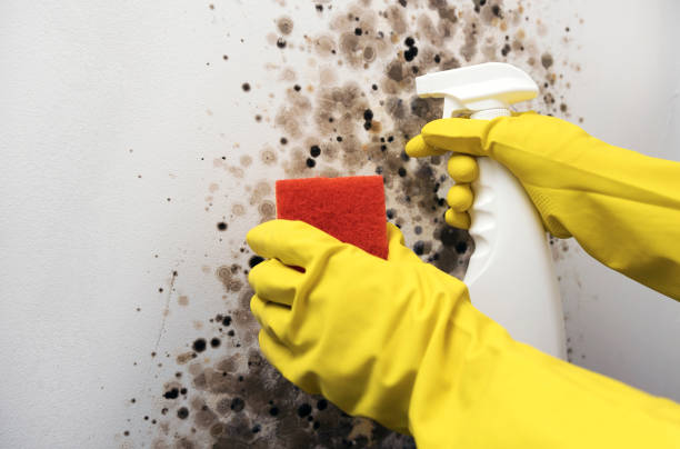 Best Bathroom Mold Remediation in Milton, LA